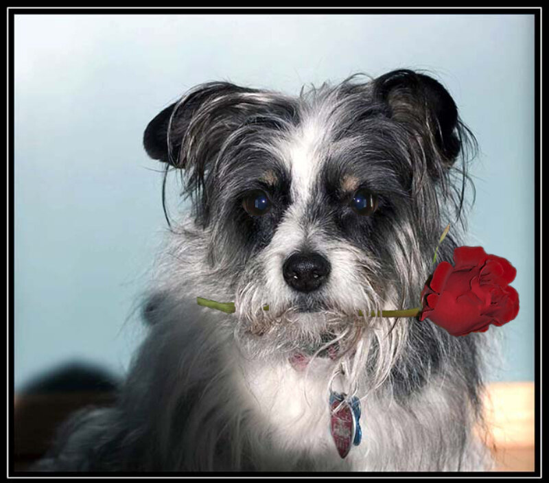 Dog Holding Rose