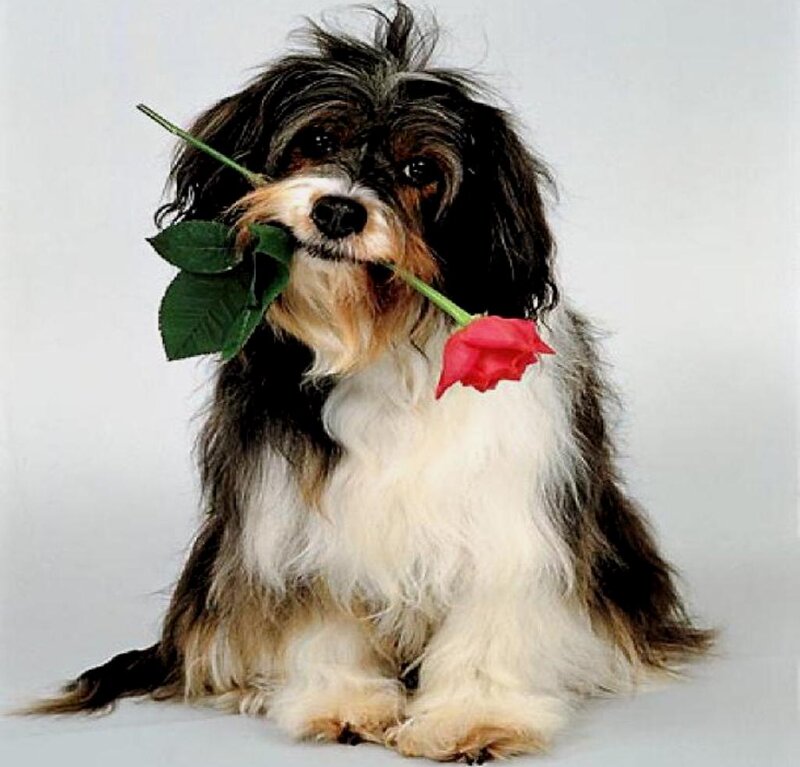 Dog Holding Rose — White
