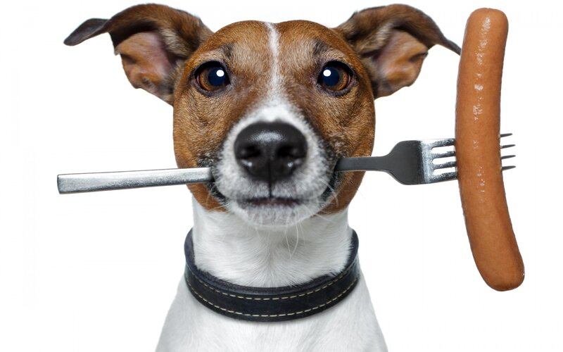 Dog Holding Sausage