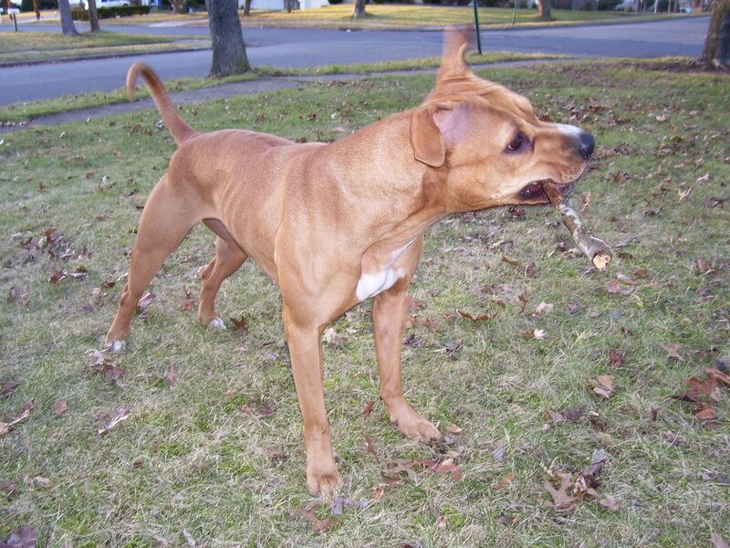 dog holding stick in mouth