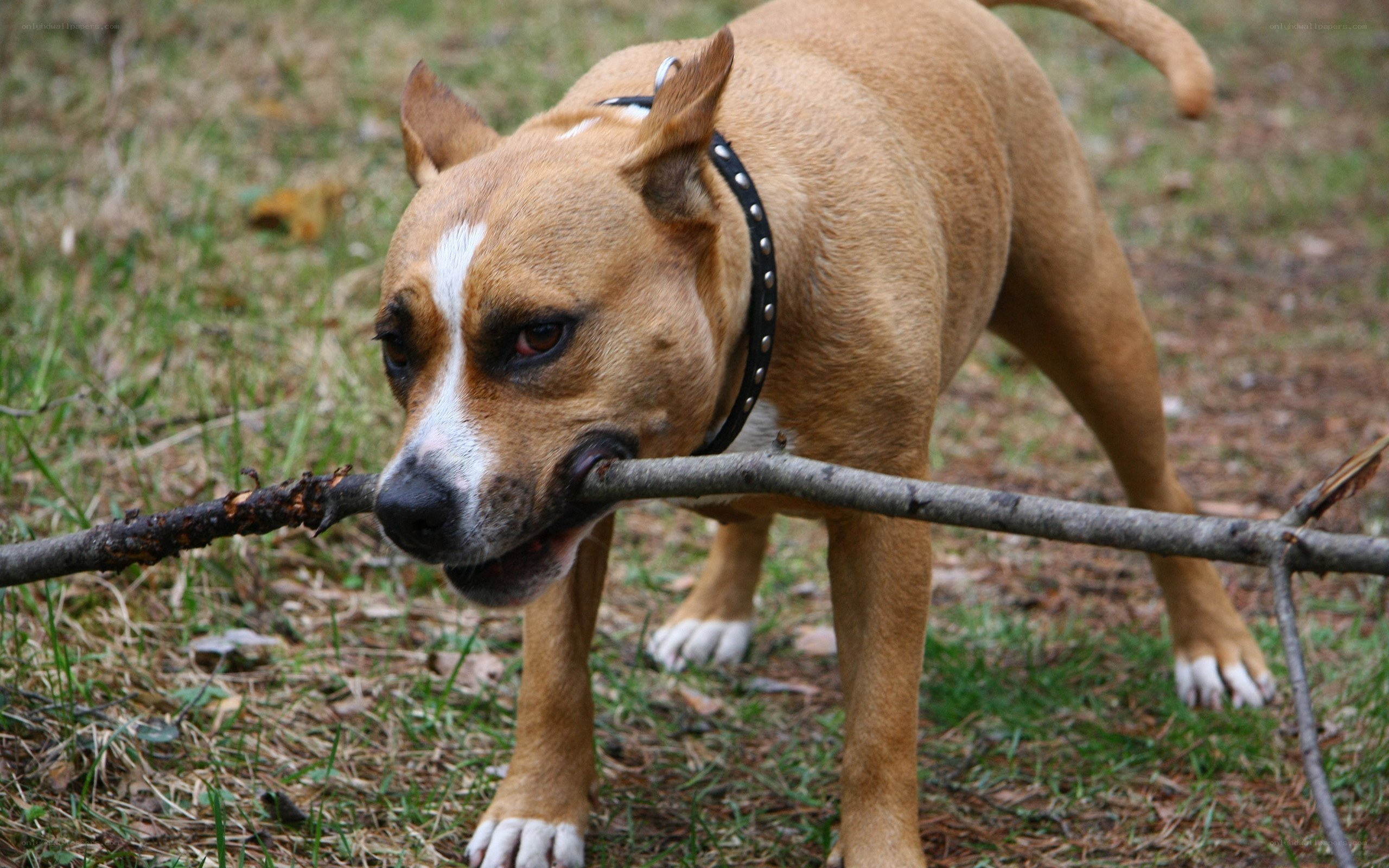 dog holding stick in mouth