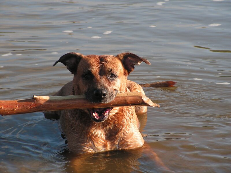 dog holding stick in water