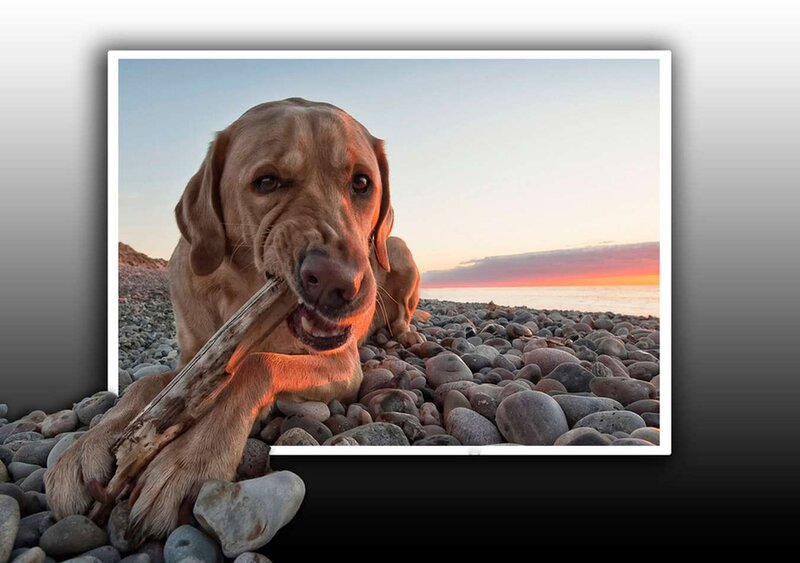 Dog Holding Stick