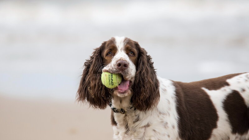 dog holding tennis ball