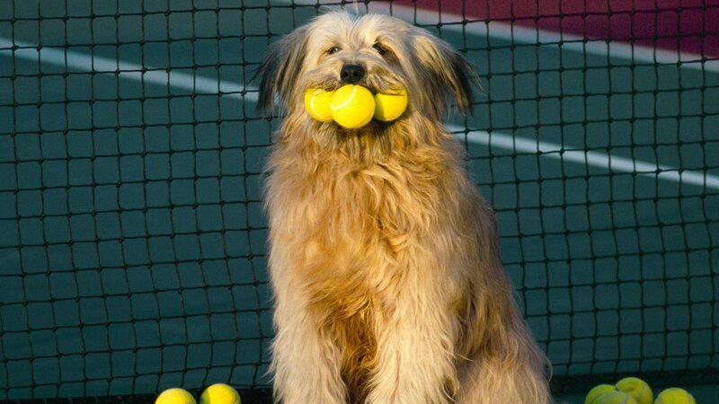 dog holding tennis balls