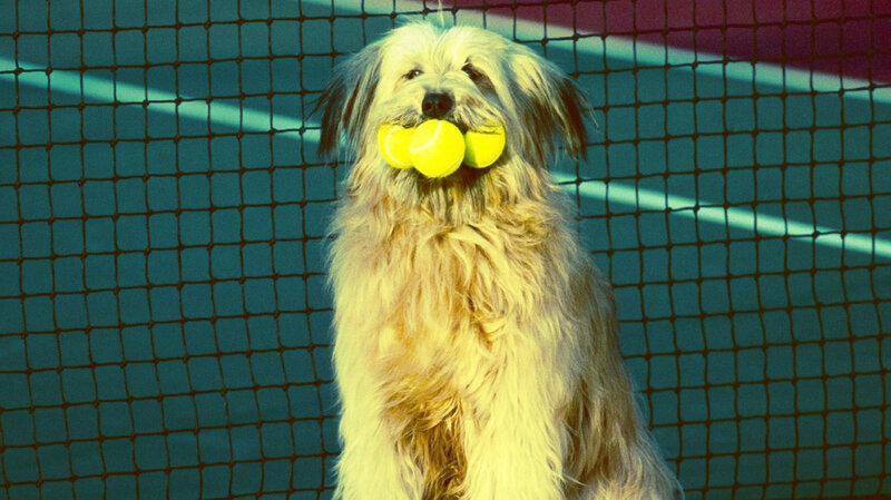 dog holding tennis balls