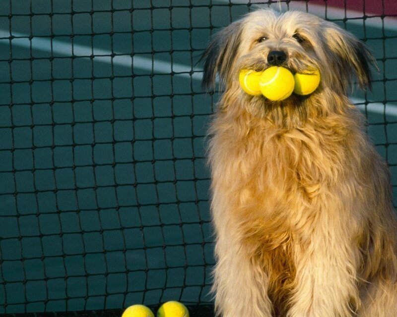 Dog Holding Tennis Balls — Yellow