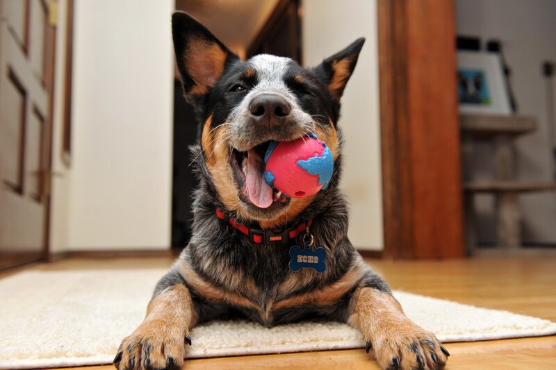 Dog Holding Toy — Black