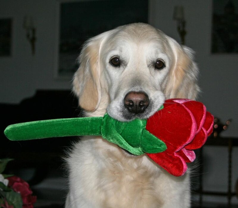 dog holding toy rose