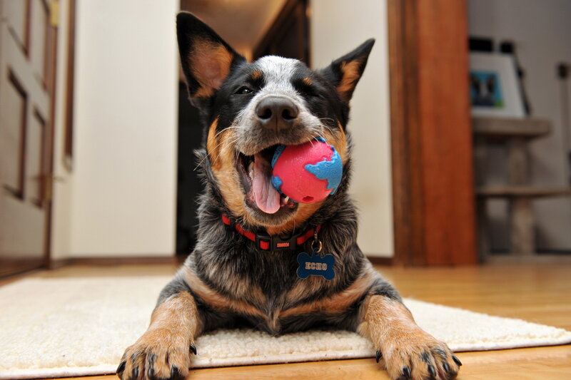 Dog Holding Toy