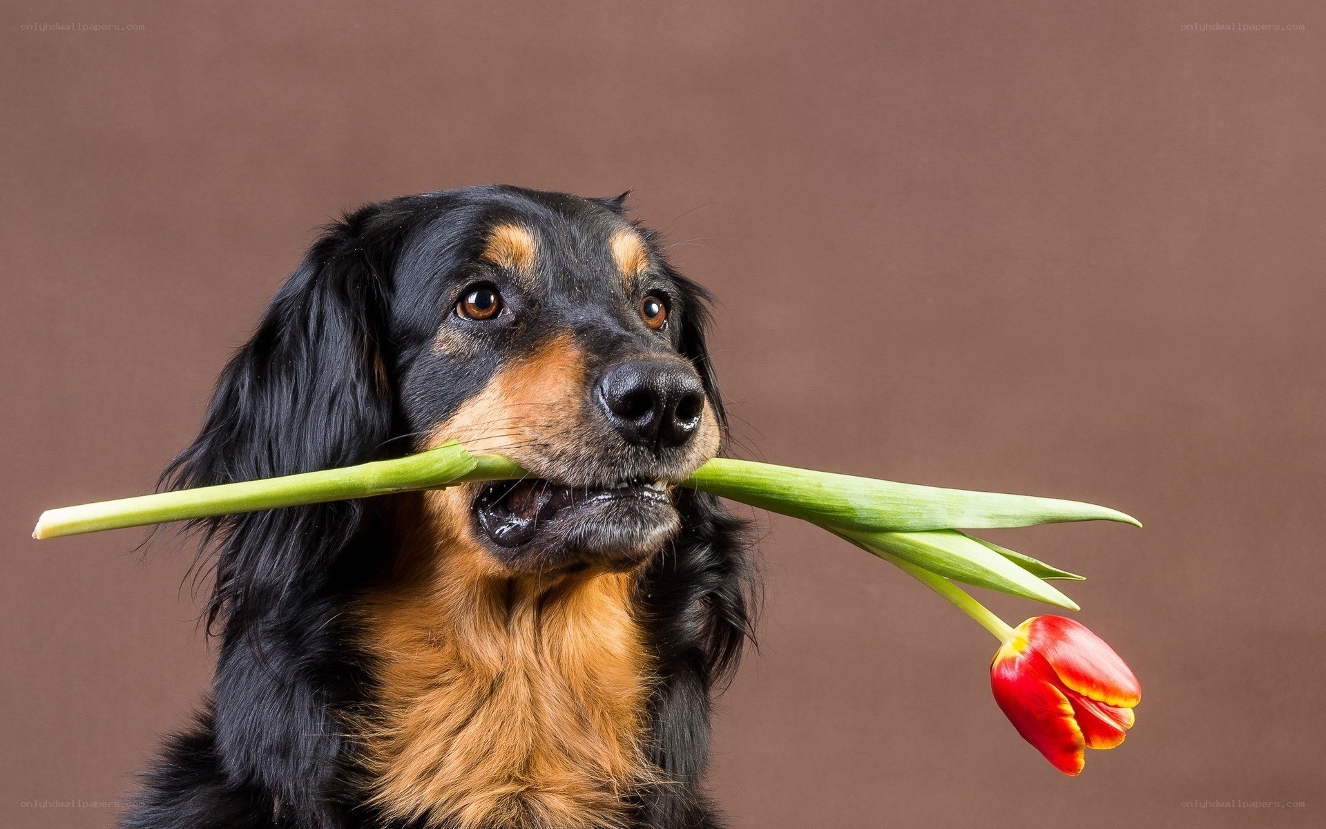 dog holding tulip flower