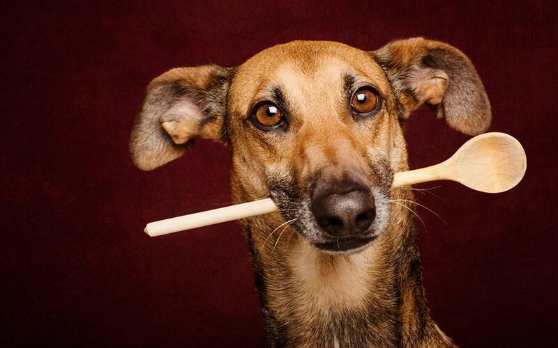 Dog Holding Wooden Spoon