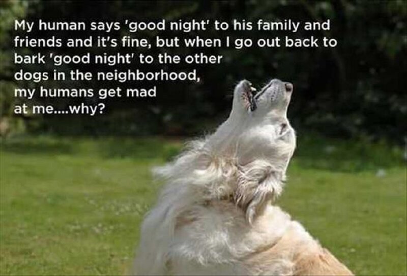Dog Howling at Night