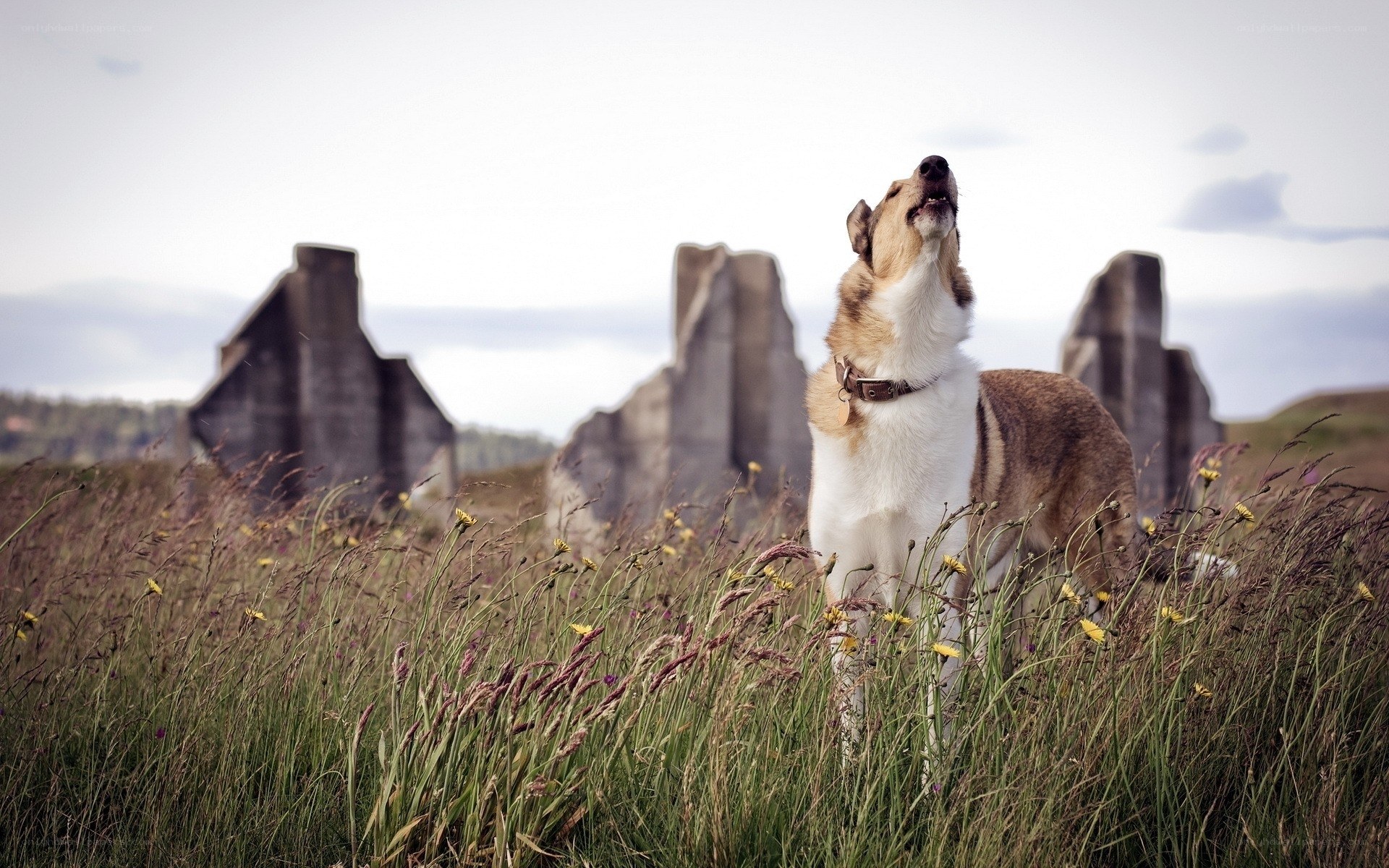 dog howling in a field