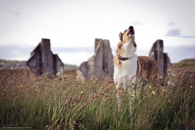 Dog Howling in Field — Green