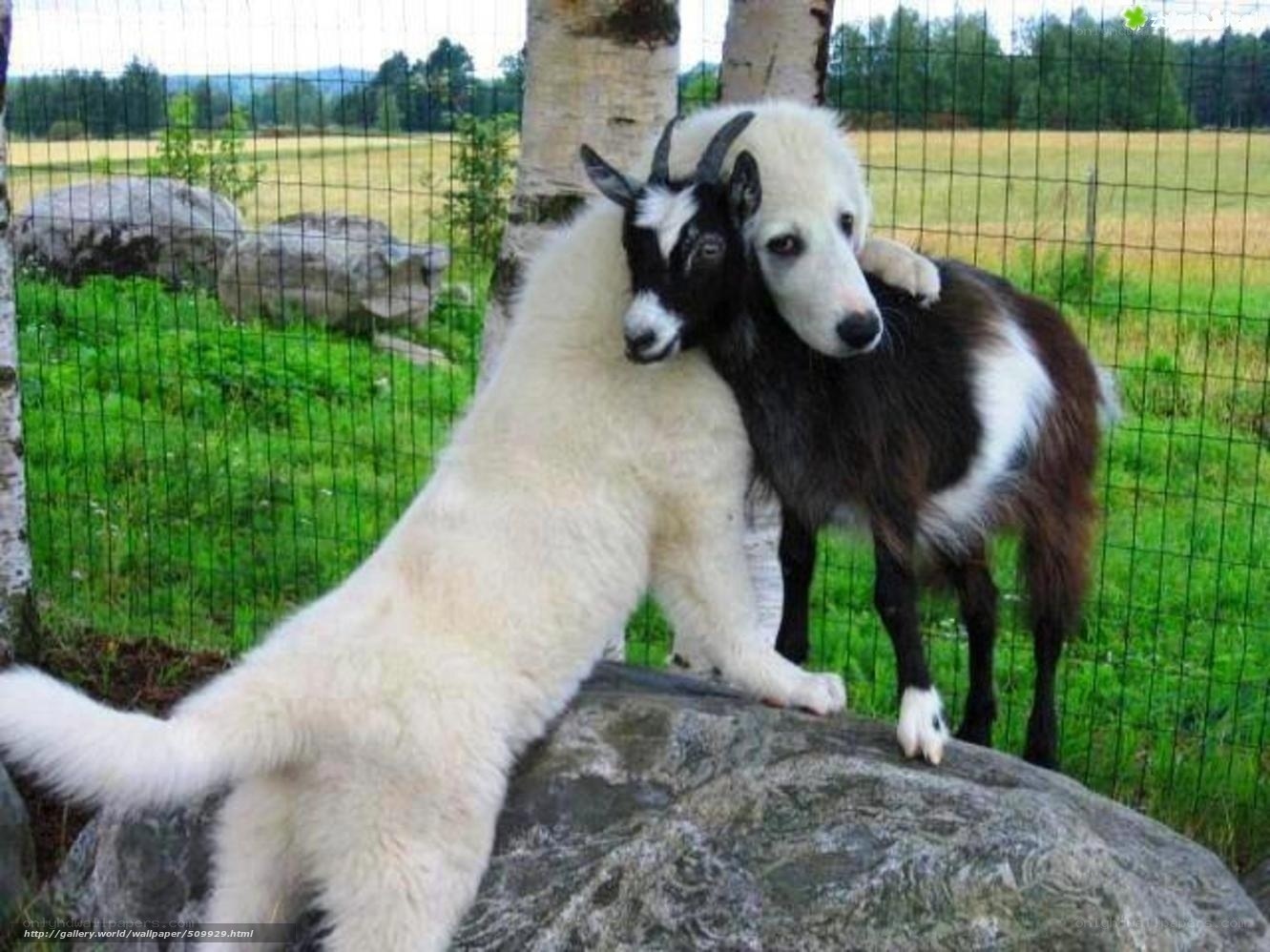 dog hugging a goat
