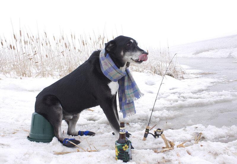 Dog Ice Fishing