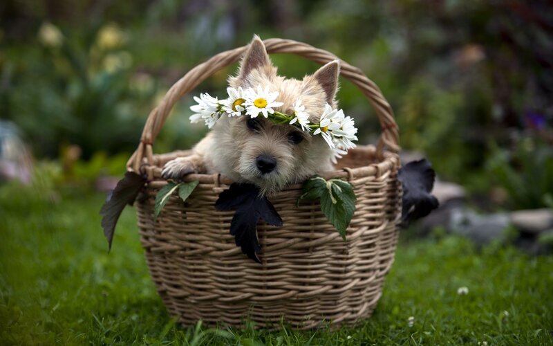 Dog in a Basket — Green