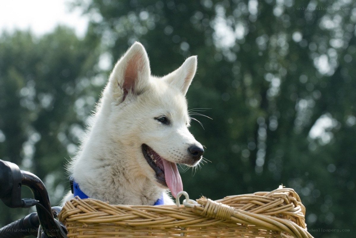 dog in a basket