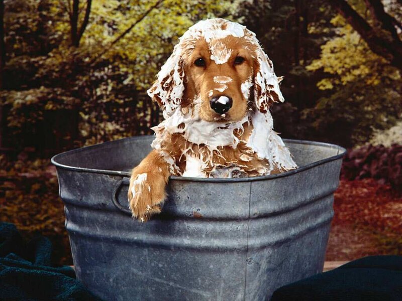 dog in a bath tub