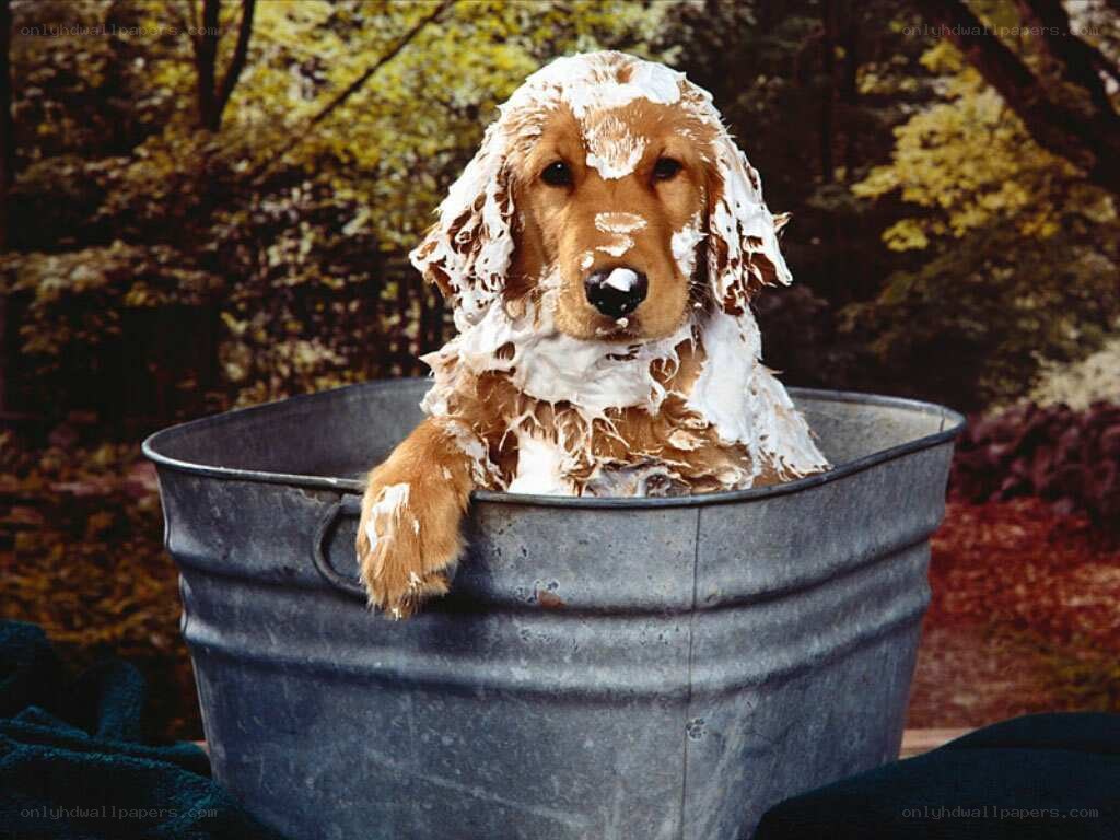 dog in a bath tub