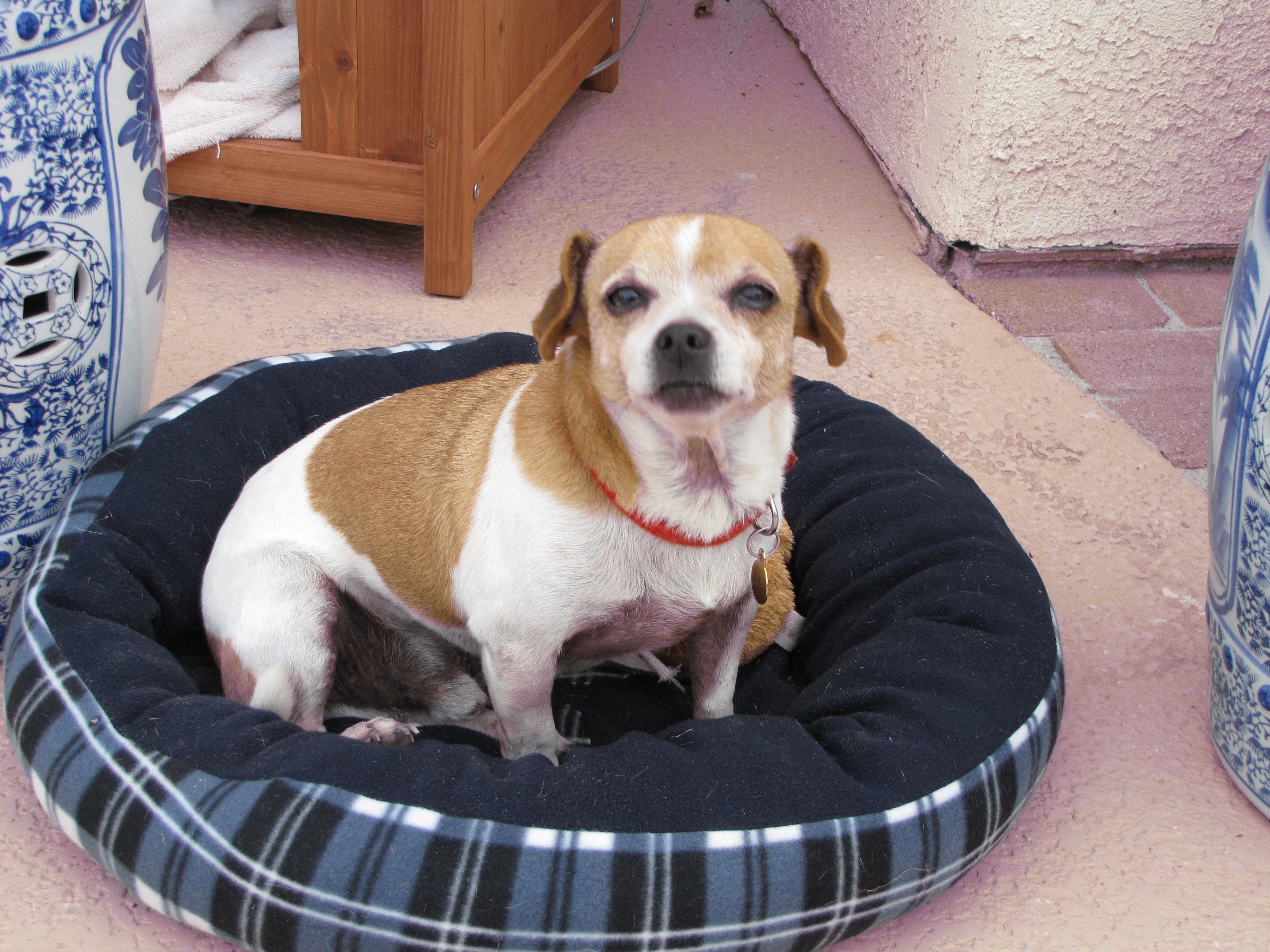 dog in a bed on patio