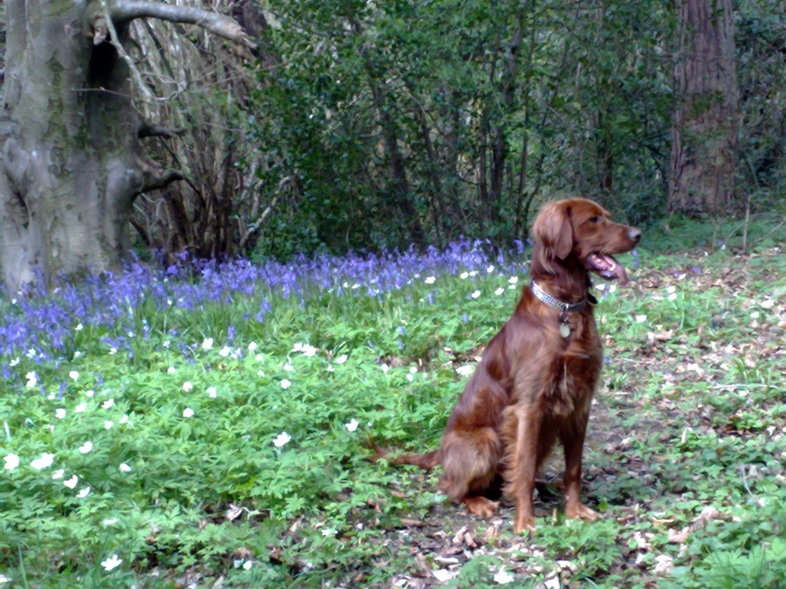 Dog in a bluebell forest