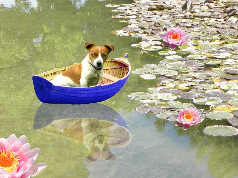 Dog in a Boat — Blue, Serene