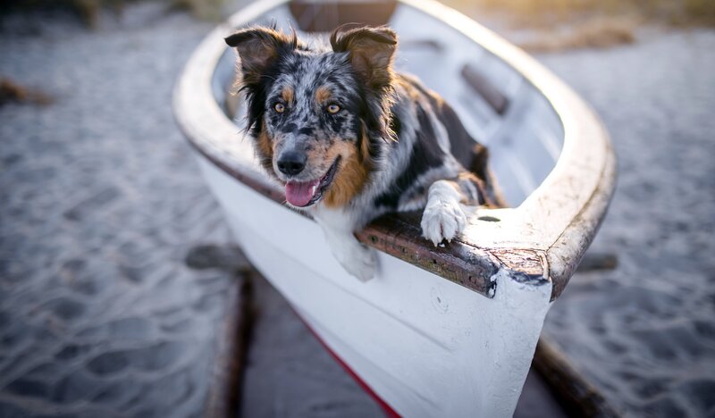 Dog in a Boat — White