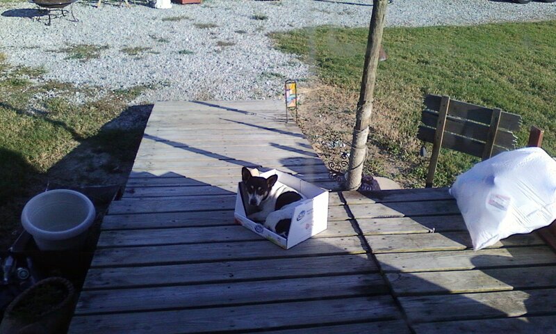 Dog in a Box