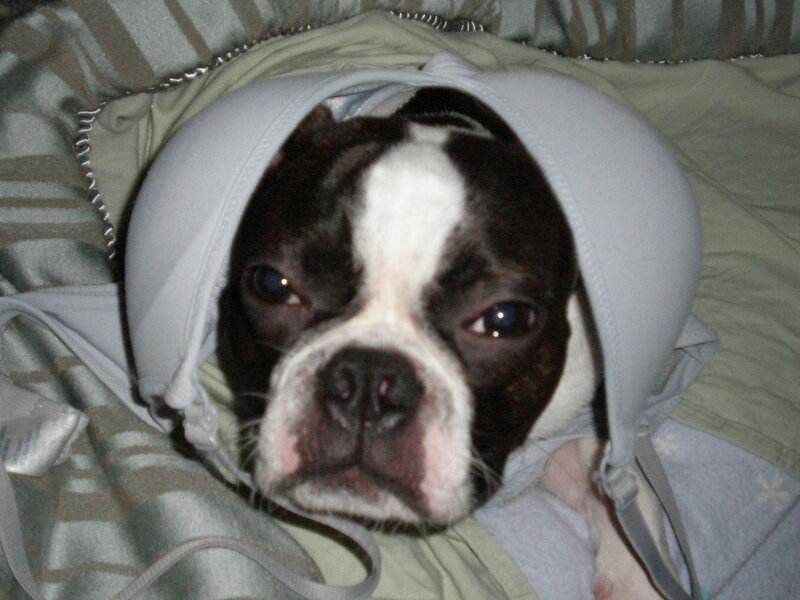 dog in a bra