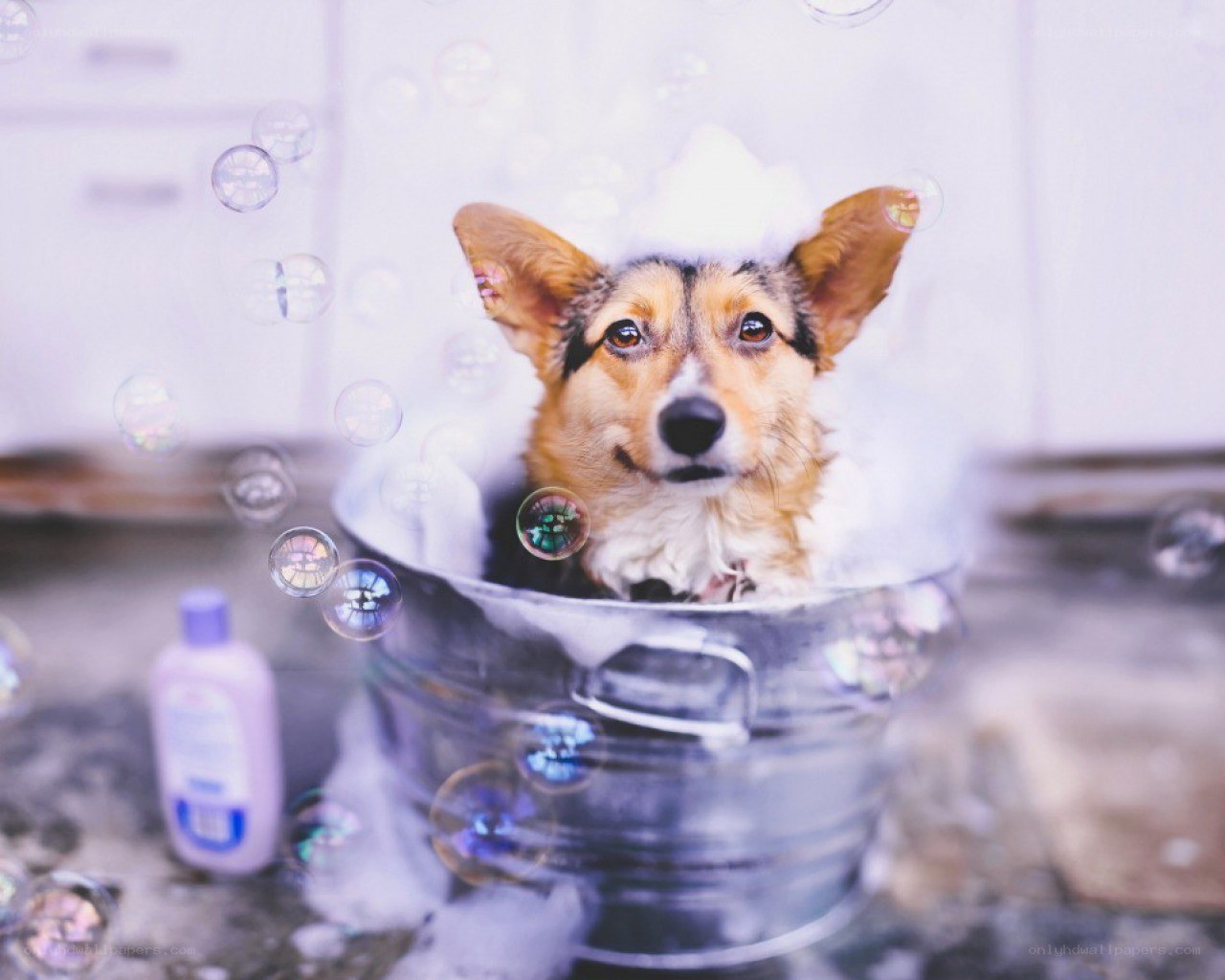 dog in a bubble bath