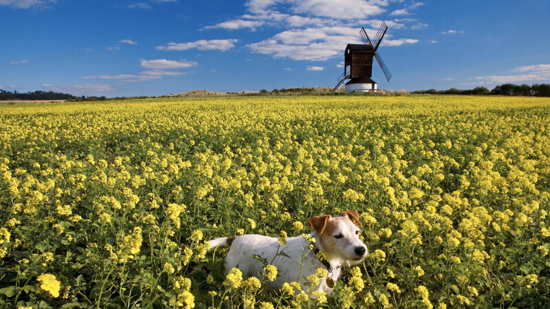 Dog in a canola field