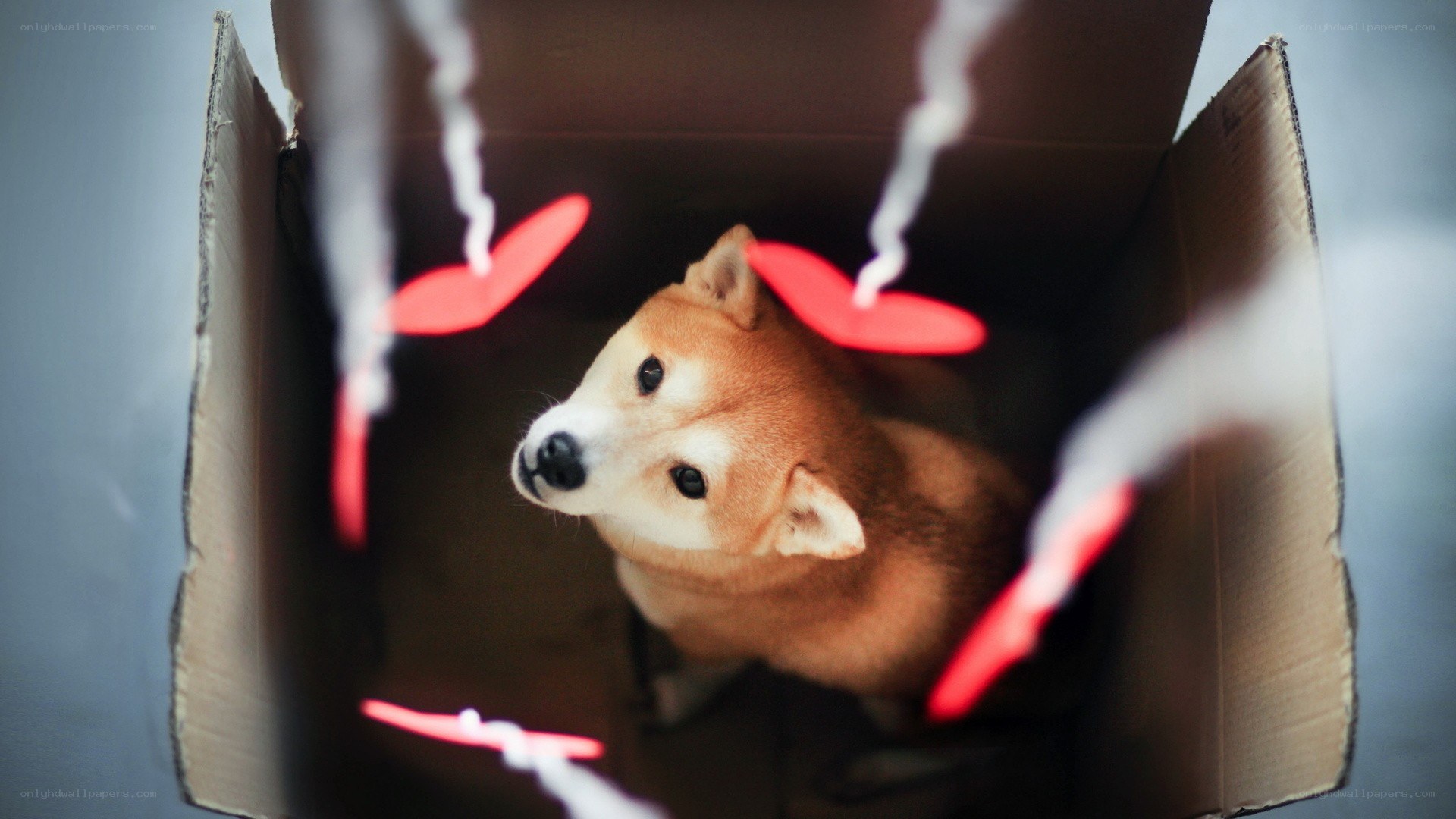 dog in a cardboard box