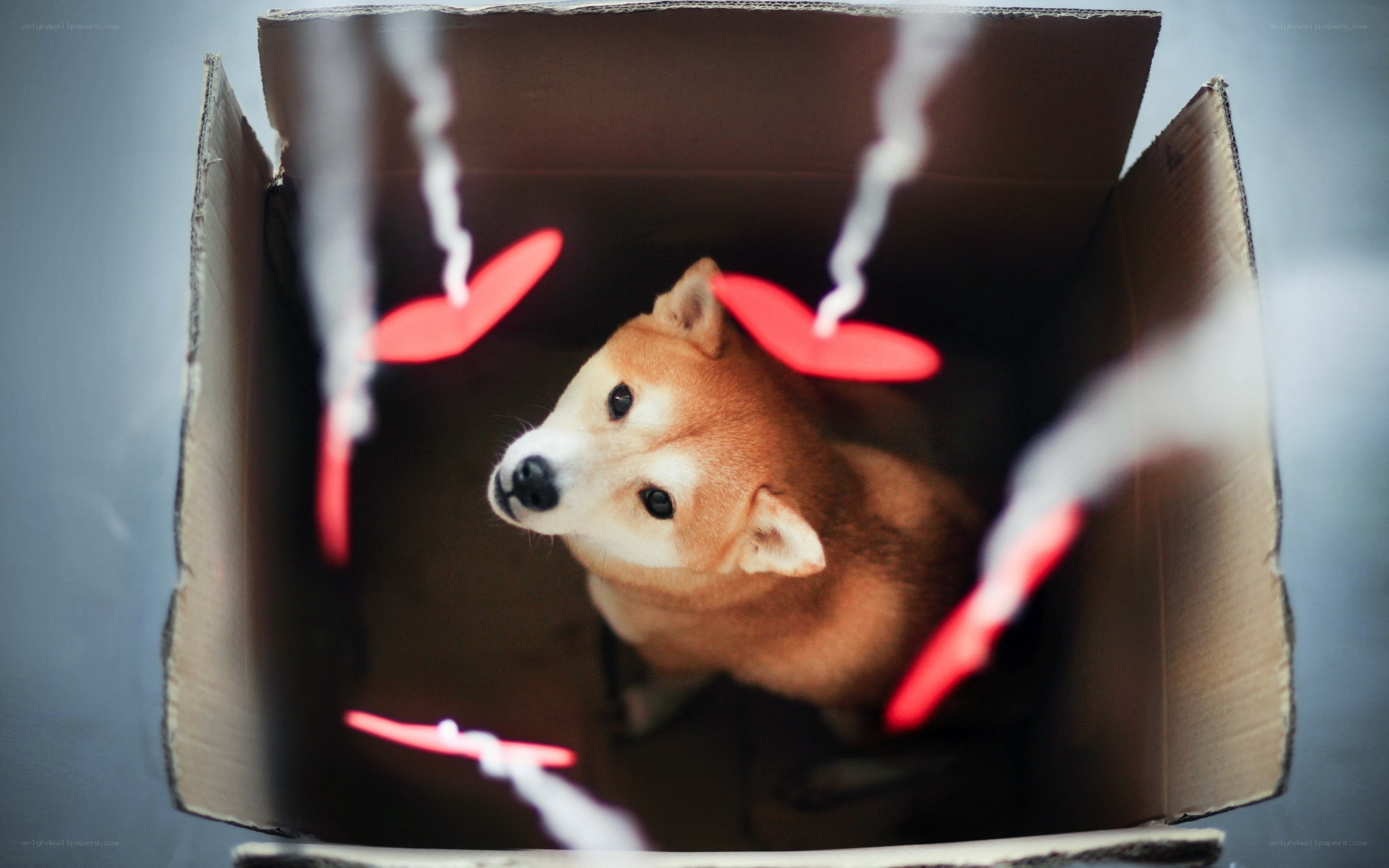 dog in a cardboard box