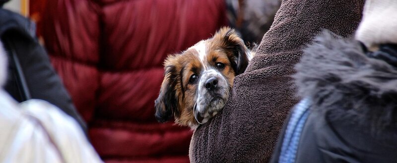 Dog in a Carrier