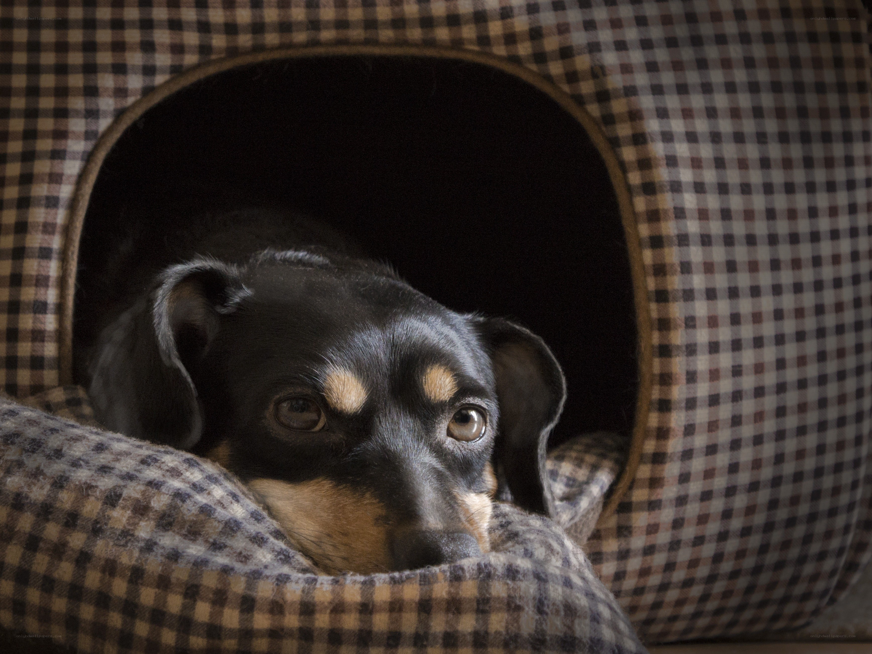 dog in a checkered bed