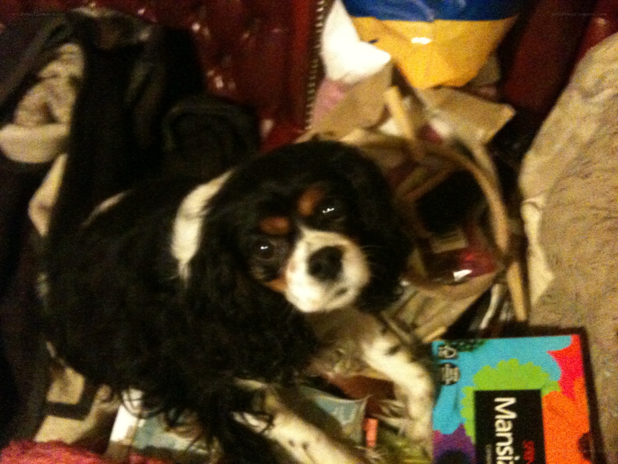 dog in a cluttered room