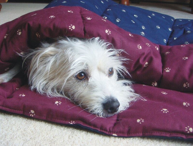 dog in a cozy bed