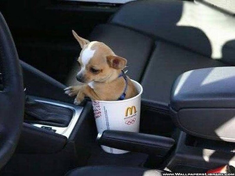 dog in a cup