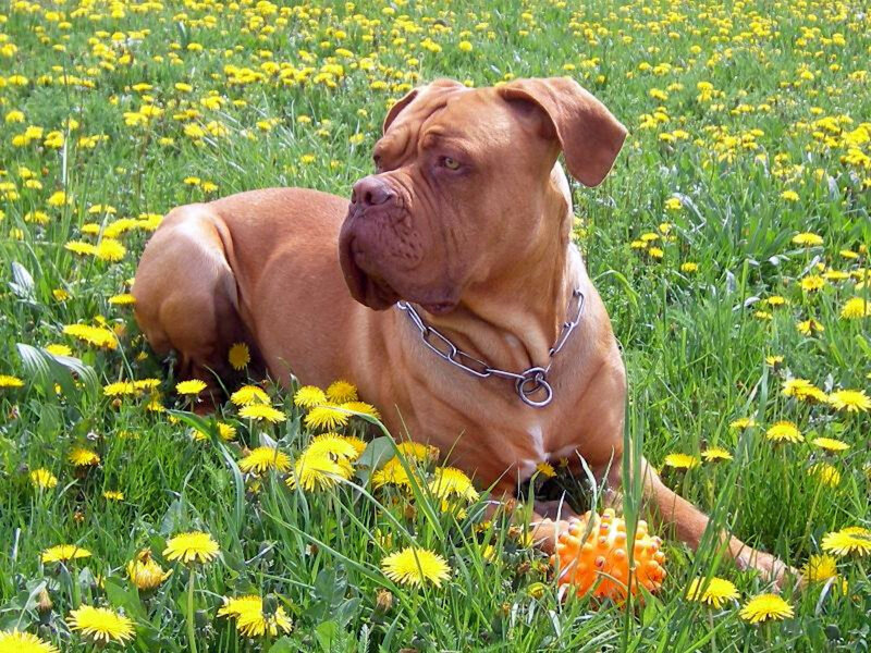 Dog in a dandelion field
