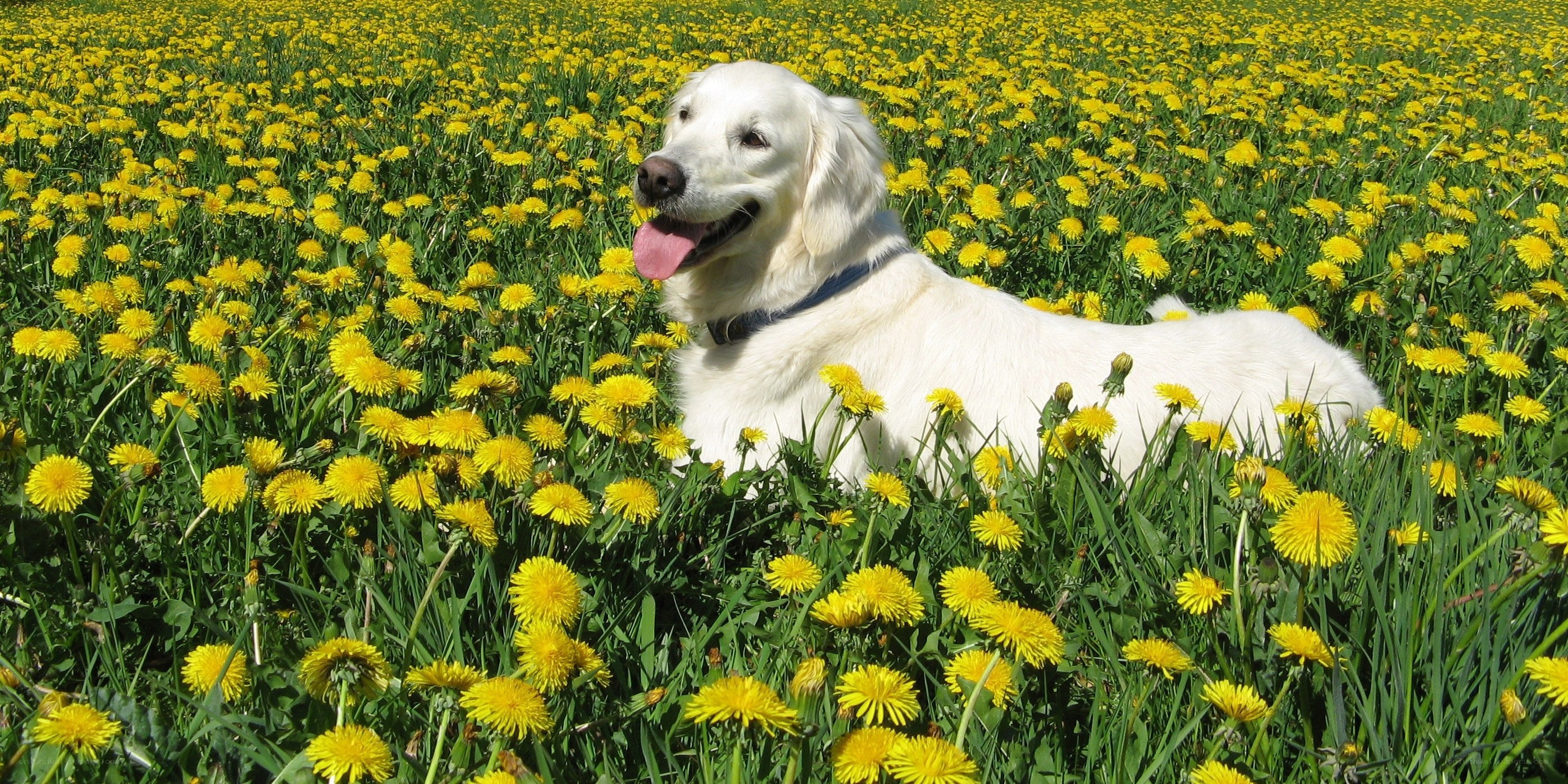Dog in a dandelion field