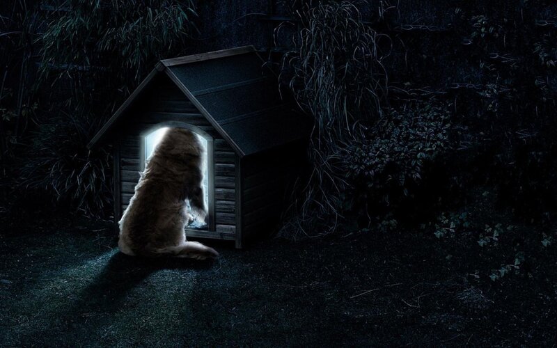 dog in a doghouse at night
