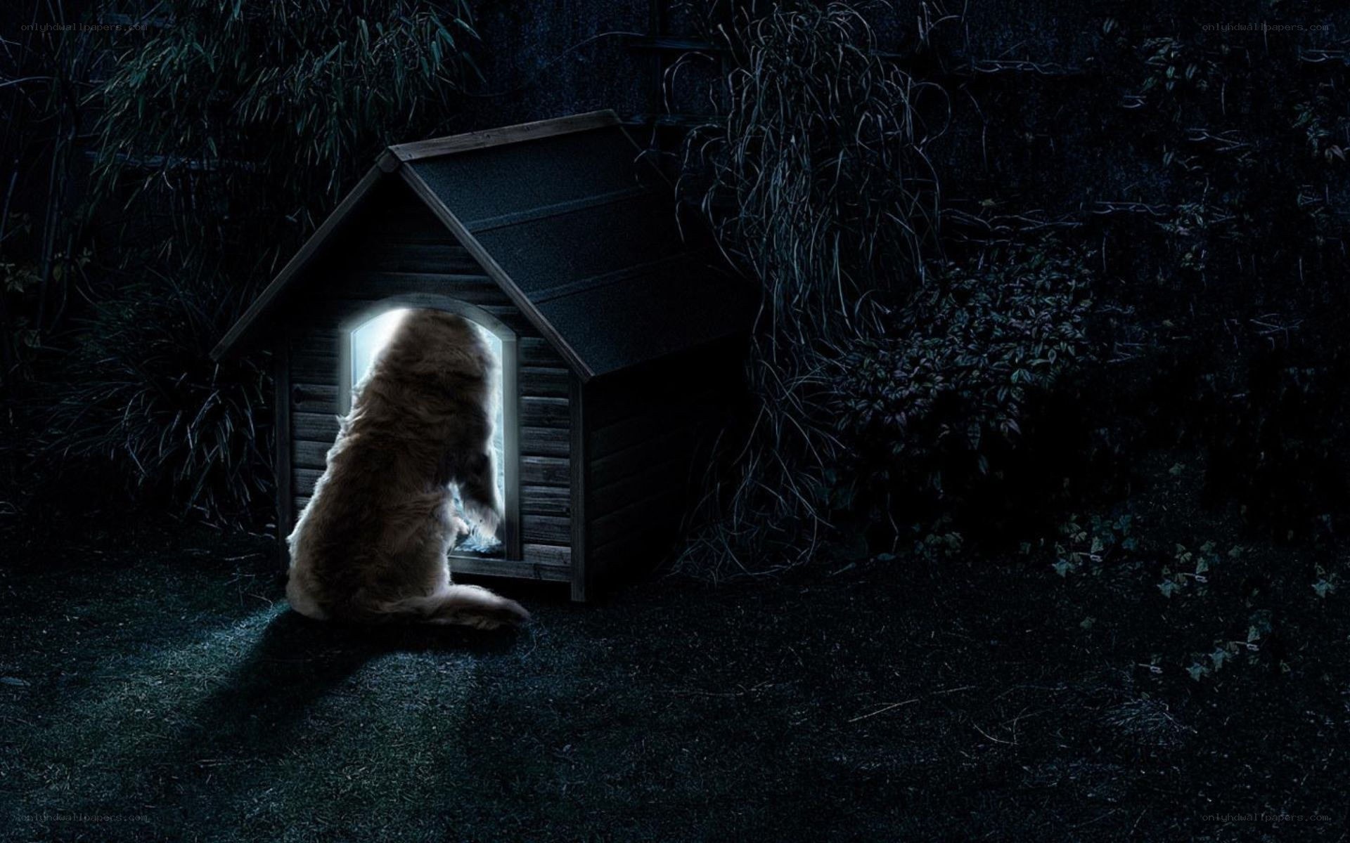 dog in a doghouse at night