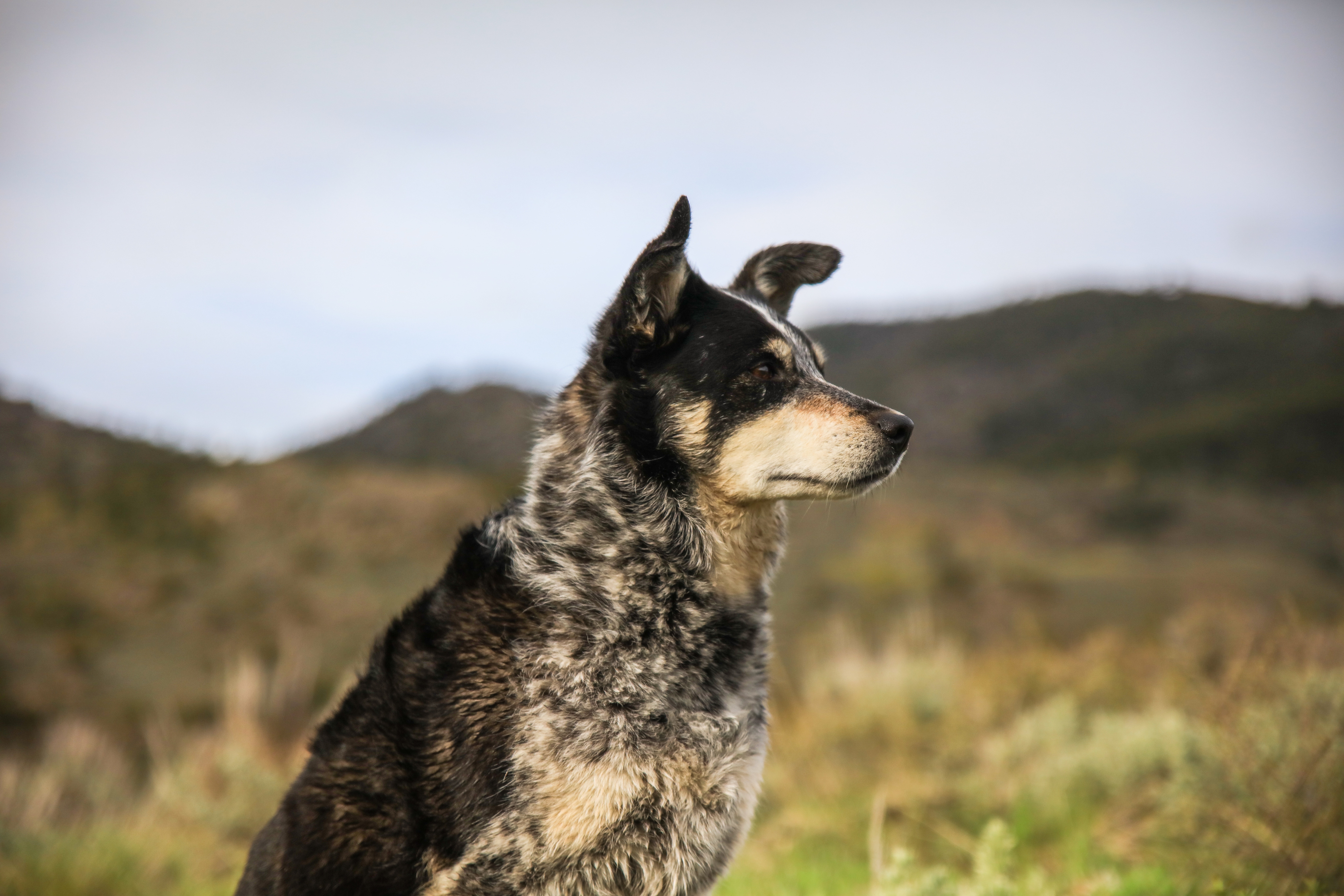 dog in a field