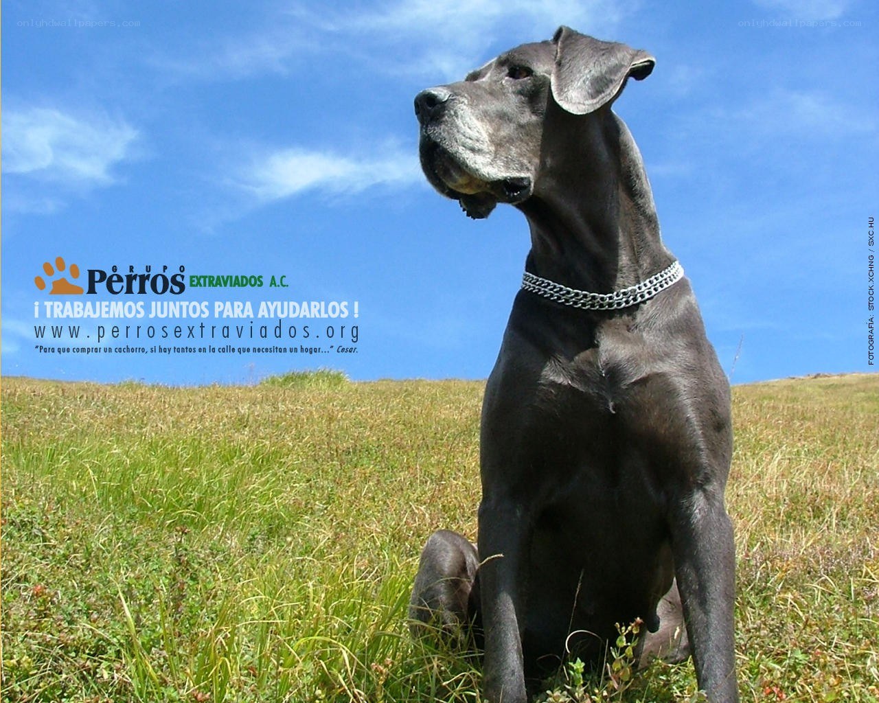 Dog in a field