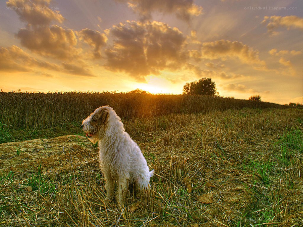 Dog in a field at sunset