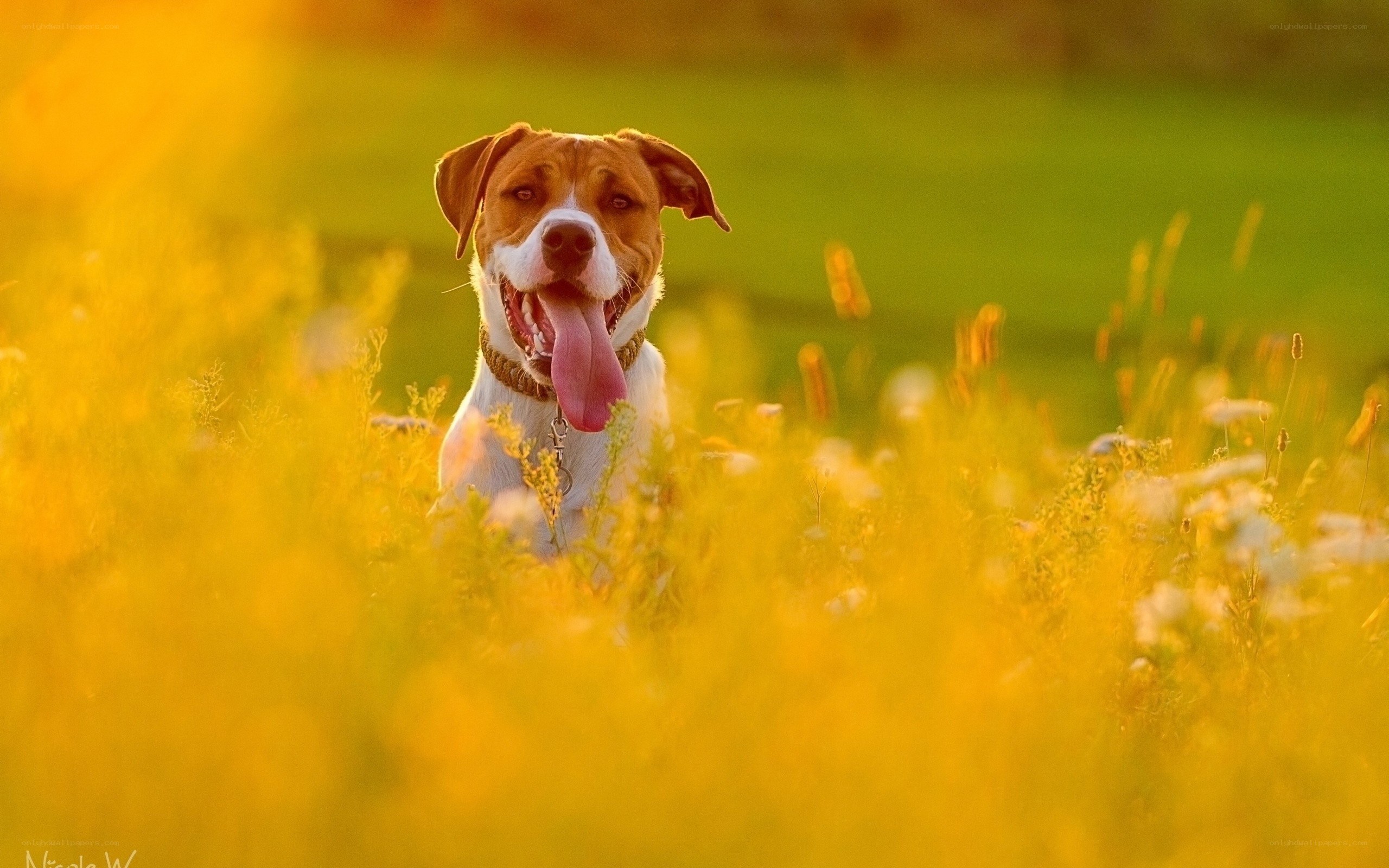 dog in a field at sunset