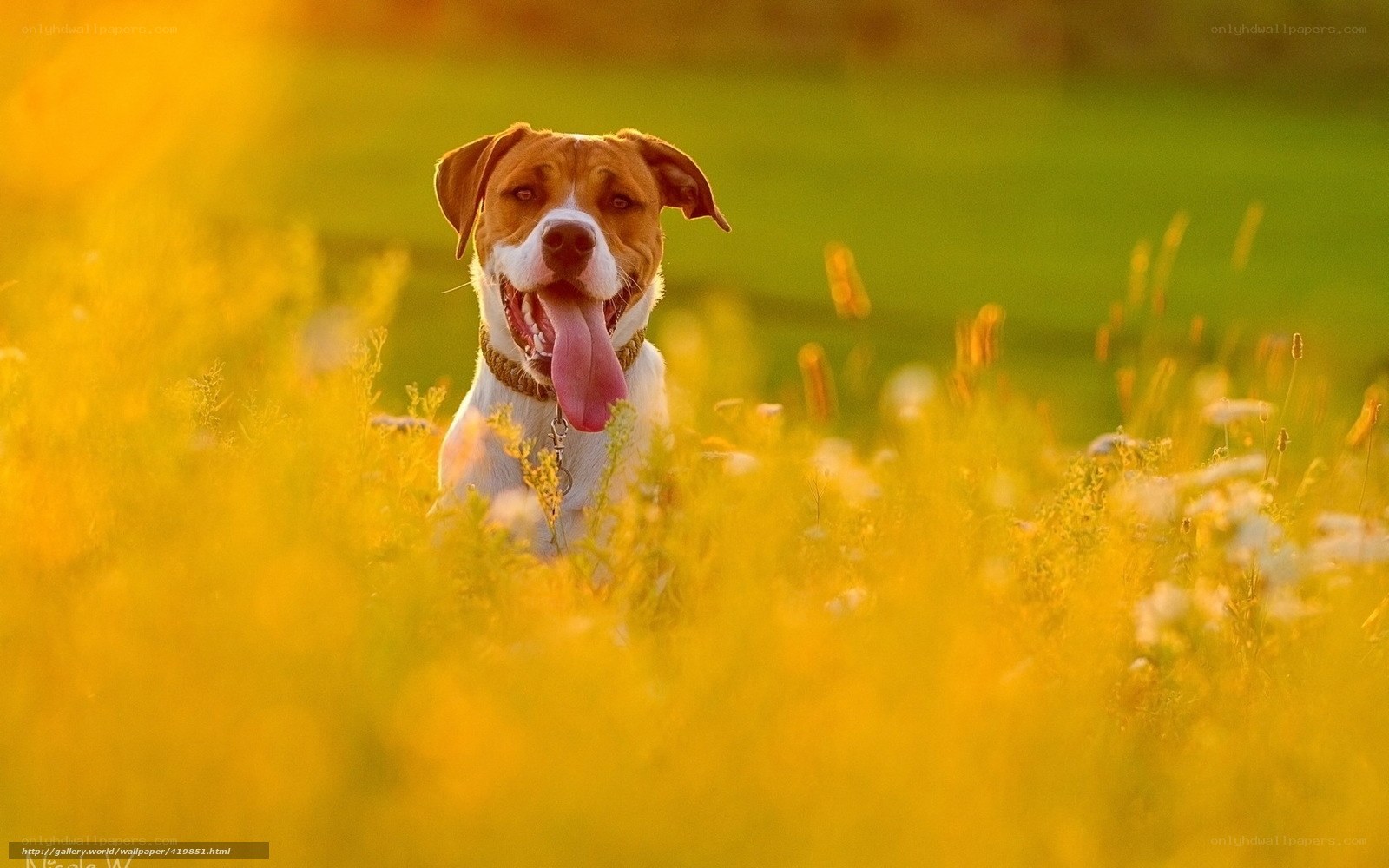 dog in a field at sunset