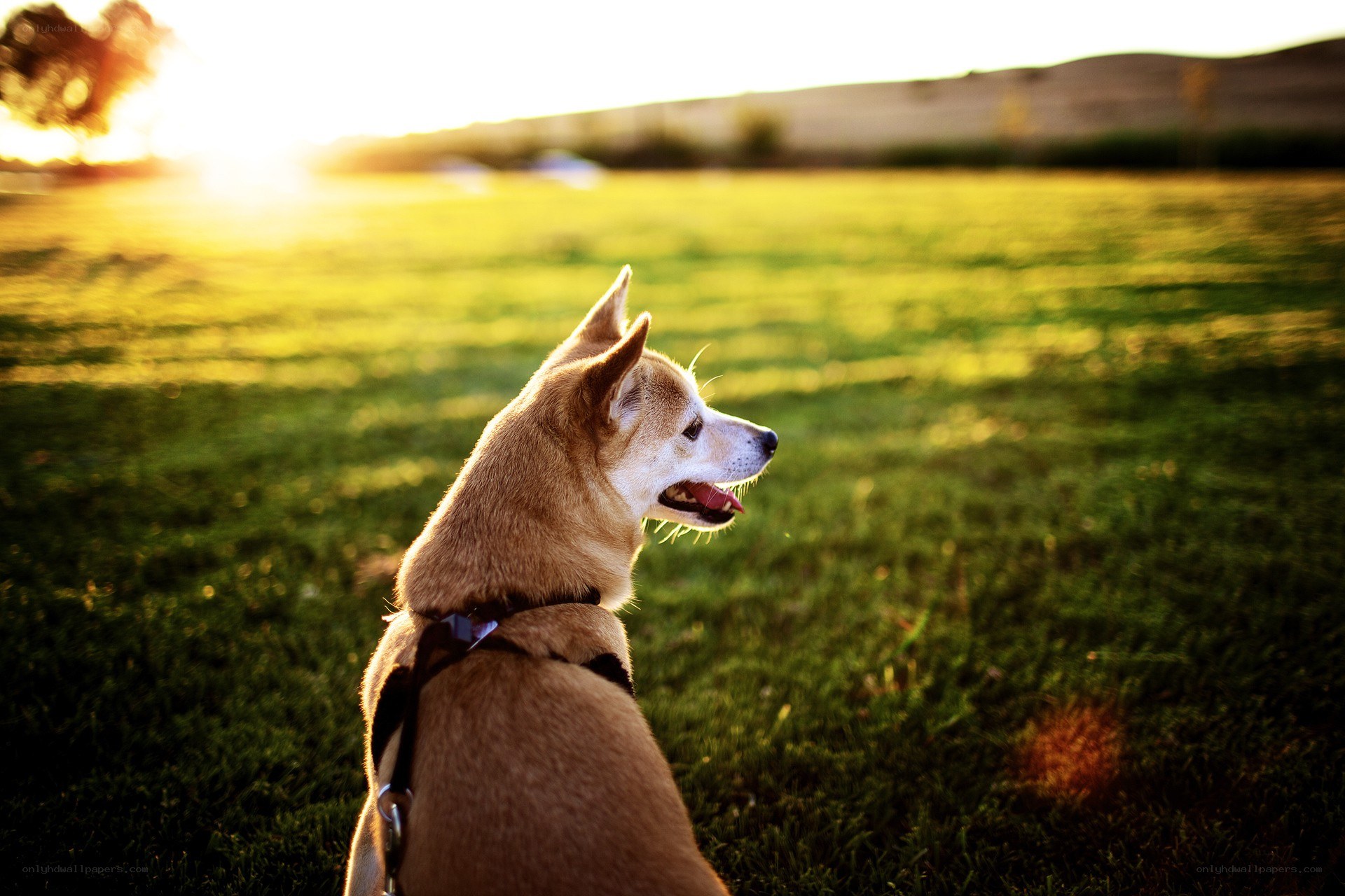 Dog in a field at sunset
